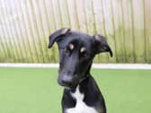 Luna is an energetic girl who is looking for a family who can keep her entertained! She’ll enjoy an active lifestyle physically and mentally. Luna would benefit from revisiting her basic training including introducing any time alone slowly and house training. She is still working on her doggy social skills so would be best as the only pooch in the home. Walking areas ideally will be in quieter areas whilst this is worked on. Our Training Team are on hand to chat through this. Luna can live with secondary school aged children.