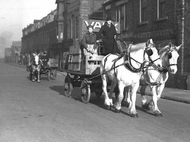 The magnificent Vaux horses on their rounds in Sunderland.