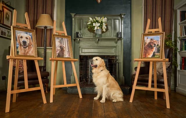 Son of top stud dog, Pierre the Heir, continues guide dog linage