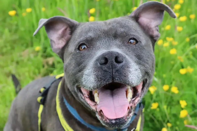 If you're a true Staffy lover then Clyde will be right up your street! He's fun, playful and full of energy! He loves people and is a real joy to be around. In an active home with a family who intend to involve him in every aspect of their lives he'll immediately become the perfect pet.