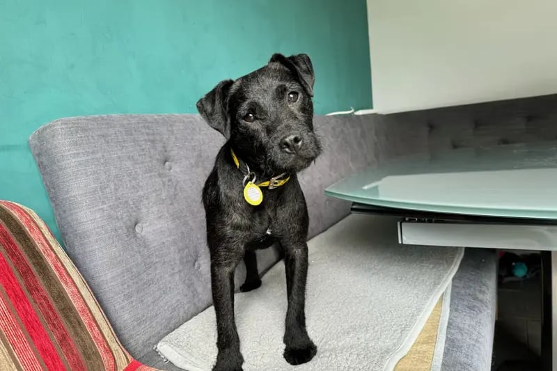 Clover was a very nervous girl when she first arrived but is slowly coming out of her shell whilst staying in a foster home. It’s a big help having another dog in the house who is showing her that the world can be fun and loving. Clover is now playing with toys and enjoys games with tug toys. She still has a way to go but with patient and understanding owners who can take things steady at Clover’s pace, it will be very rewarding seeing her true personality shine.