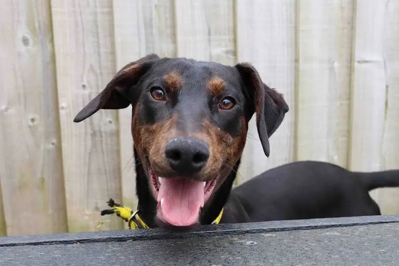 Nancy is a beautiful young girl ready to find her forever family. Her training will need starting from scratch. This will include house training and that it’s ok to spend time on her own. A home with a garden will be of benefit. It will require dedicated owners who have the time to put this training in place. Initially she can be worried but is gaining in confidence, and this is helped by other dogs. We are looking for a home with an older existing dog (who’s up to date with their vaccinations and neutered) who can show her the ropes and help her continue to blossom. She will need to further her doggy social skills for when out and about as she can be reactive. Nancy can potentially live with secondary school aged children who are used to larger breeds.