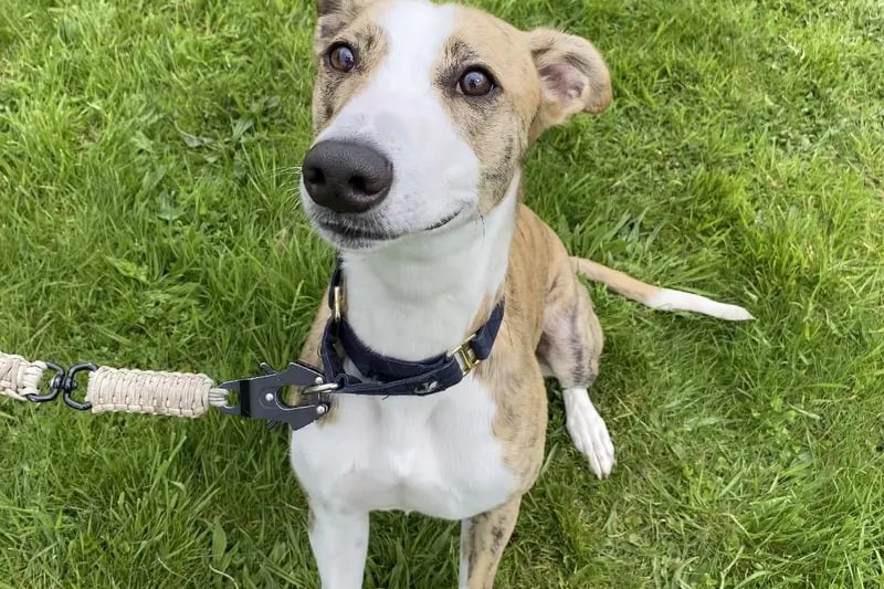 Ronnie has lived with young children, he is a big bouncy boy, (weighs around 27kg) so will need children to be very dog savvy and confident. He is just over a year old, and has some basic training. Ronnie is housetrained, travels well in the car. Loves the beach with his buddies and has plays off lead nicely. He can pull on the lead when excited around other dogs, so would benefit with additional and continued loose lead walking skills. He can be left up to 3 hours at a time once settled.