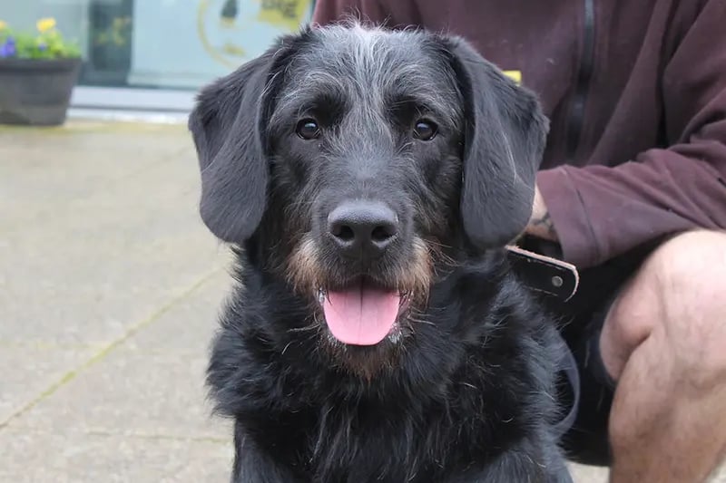 Barry is a handsome Retriever who is almost one-year-old. He's an energetic lad who'll need active adopters who'll keep up with him! He won't suit young children due to his size and bounciness, but high school aged kids who are confident around bigger dogs should be fine. He won't be able to share with Cats but he does loves other dogs so having another doggy companion should fine as long as they get on. He'll need a secure garden so he can play off-lead and brush up his housetraining.