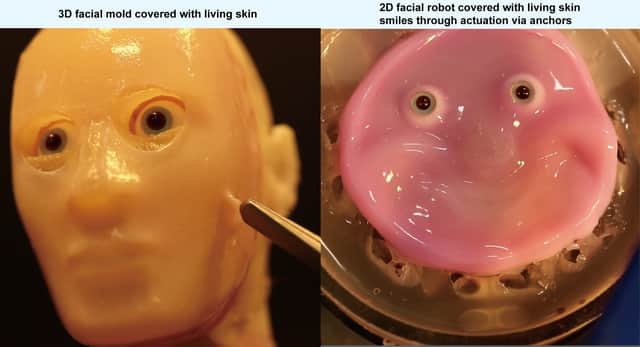 Robots get a 'living skin' makeover thanks to researchers in Japan. Photo by 2024 Takeuchi et al. CC-BY-ND /