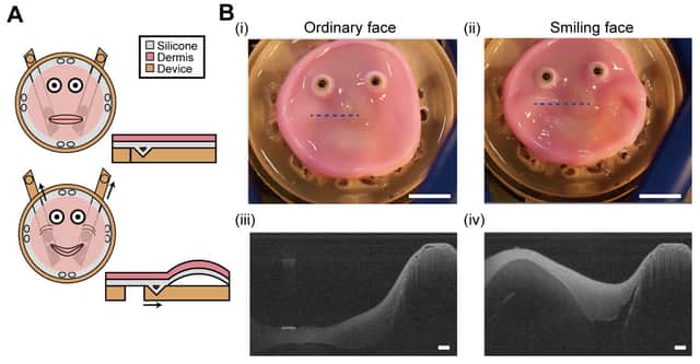 How the scientists give robots a smiling face. Photo: 2024 Takeuchi et al. CC-BY-ND /