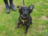 Danny is already showing great potential. He's fun and playful and enjoys being around people and dogs a like. His breed means he'll grow to be a smart and energetic dog so his perfect match will be an active family who plan to do plenty of training with him and take him on lots of adventures too.