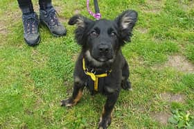 Danny is already showing great potential. He's fun and playful and enjoys being around people and dogs a like. His breed means he'll grow to be a smart and energetic dog so his perfect match will be an active family who plan to do plenty of training with him and take him on lots of adventures too.