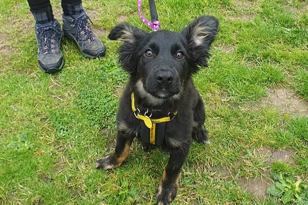 Danny is already showing great potential. He's fun and playful and enjoys being around people and dogs a like. His breed means he'll grow to be a smart and energetic dog so his perfect match will be an active family who plan to do plenty of training with him and take him on lots of adventures too.