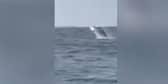 Whale pops up from sea in front of amazed Jersey schoolchildren on trip.