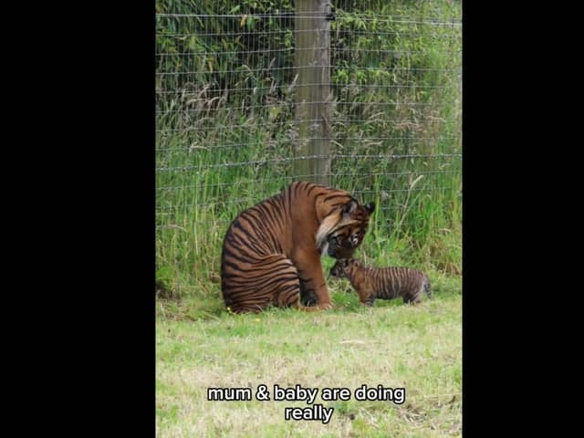 Zaza the Sumatran tiger cub at Manor Wildlife Park in Pembrokeshire