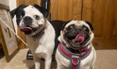 These dogs are all looking for their forever homes.