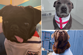 All these pets will be cheering on the Three Lions against Spain.