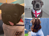 All these pets will be cheering on the Three Lions against Spain.