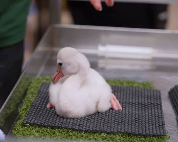 Adorable fluffy flamingo chicks hand-reared at Whipsnade Zoo