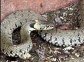 A huge snake is filmed slithering along UK canal towpath.