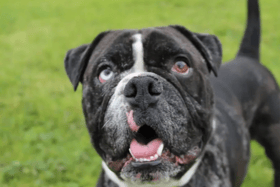 These dogs are all looking for their forever homes.