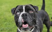 These dogs are all looking for their forever homes.