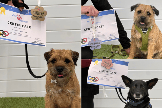 First place Bronte (left), second placed Bertie (top right) and third placed Murphy.