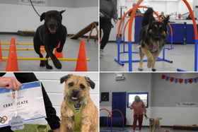 South Shields-based Pets2impress has hosted its very own Pawolympics on Saturday, July 13.