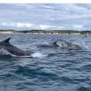 Dolphins playfully leap beside boat in Bridlington. Credit: Steve Race Wildlife Photography