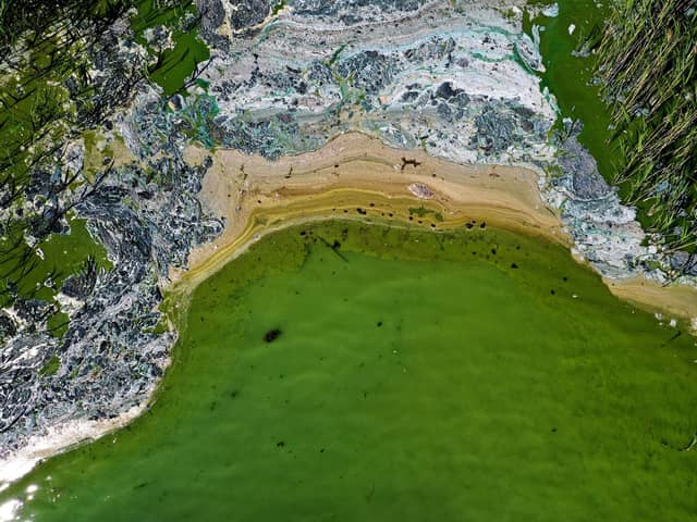 Toxic blue-green algae poses a life-threatening risk to dogs. (Photo: PONTUS LUNDAHL/TT News Agency/AFP via Getty Images)
