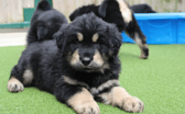 These dogs are all looking for their forever homes.