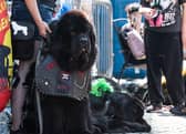 Punk dogs of Rebellion festival