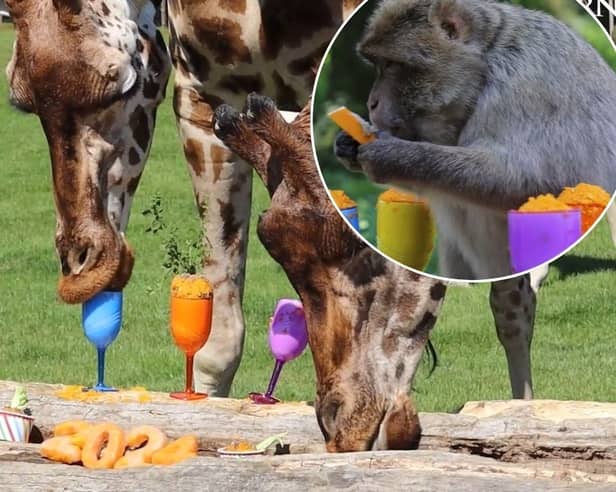 Giraffes and macaque monkeys enjoy butternut squash cocktails at a summer party, thrown by staff at Woburn Safari Park.