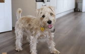 These dogs are all looking for their forever homes.