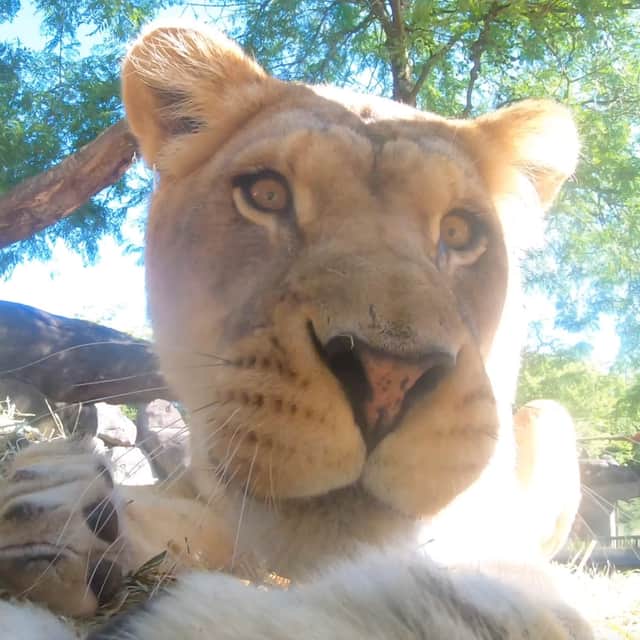 Lion records itself on hidden camera.