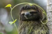 The virus is thought to have originated in pale throat sloths. (Photo: Pexels, Steve Paton)