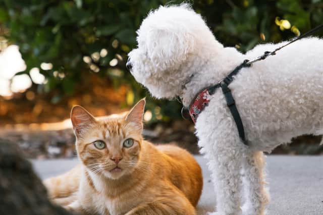 Brilliant bargains for the pets in your life