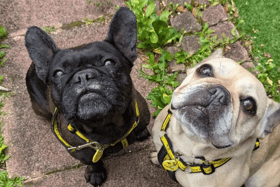 These dogs are all looking for their forever homes.