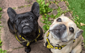 These dogs are all looking for their forever homes.