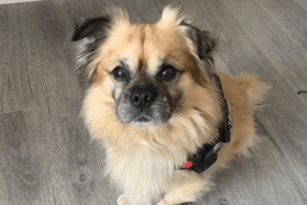 These dogs are all looking for their forever homes.