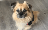 These dogs are all looking for their forever homes.