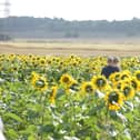 East Boldon Sunflowers has been popular with visitors this summer.