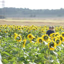 East Boldon Sunflowers has been popular with visitors this summer.