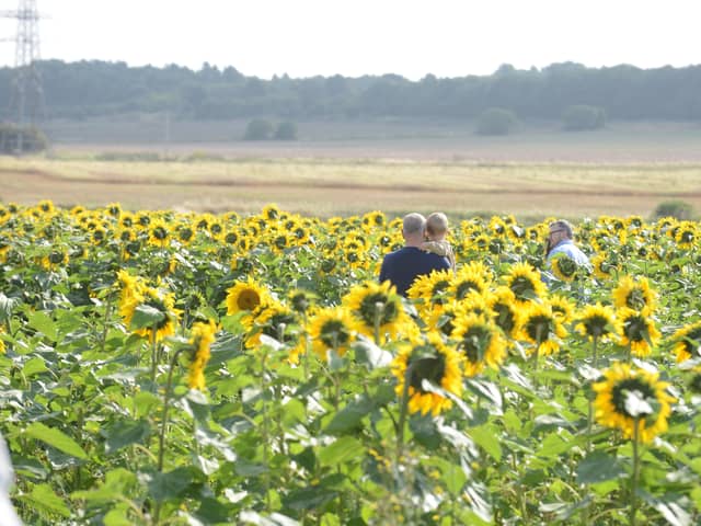 East Boldon Sunflowers has been popular with visitors this summer.