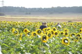 East Boldon Sunflowers has been popular with visitors this summer.