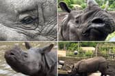 Meet the adorable one-horned Rhino - a gentle giant who loves to play