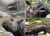 Meet the adorable one-horned Rhino - a gentle giant who loves to play
