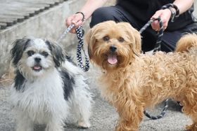 These dogs are all looking for their forever homes.
