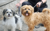 These dogs are all looking for their forever homes.