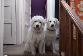Rupert and Honey are champions at leaving dog hair everywhere