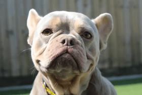 These dogs are all looking for their forever homes.