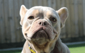 These dogs are all looking for their forever homes.