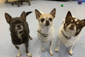 These dogs are all looking for their forever homes.