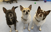 These dogs are all looking for their forever homes.